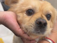 -安安宠医宠物医院·异宠·犬猫内科(岳阳分院)