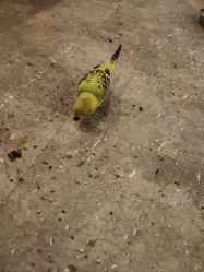 -神奇动物撸宠馆·羊驼·小浣熊·异宠(豫园店)