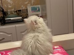 -欣宠猫屋·矮脚拿破仑·蓝金金渐层