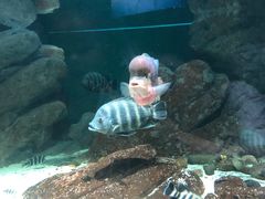 -江和美海洋公园