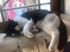 -樱の花亭日本料理店