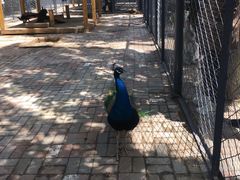 -长白岛森林公园