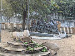 -合肥野生动物园