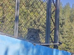 -青藏高原野生动物园