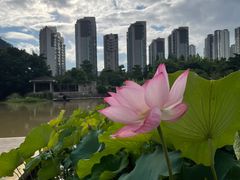 -金山公园