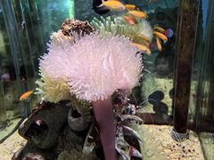 -太平洋海底世界