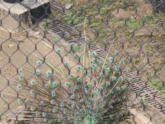 -武汉动物园