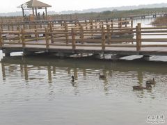 -大湾区中央湿地公园