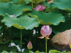 -长田漾湿地公园
