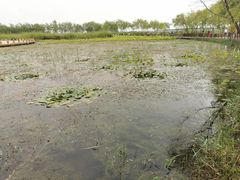-绿堤公园