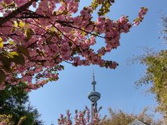 -南京古林公园