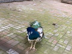 -长白岛森林公园