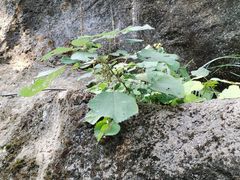 -玉石林风景区