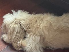 -佳雯宠物医院·皮肤科·内外科(春晓路分院)