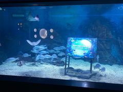 -烟台海昌鲸鲨海洋公园