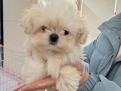 -翊宠yipet猫狗购宠庄园犬舍•猫舍