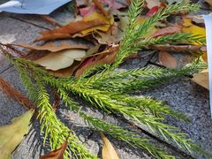 -白塘生态植物园