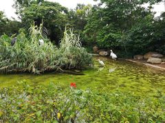 -珠海横琴长隆《卡卡虎奇遇记》