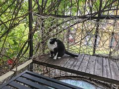 -喵屿·大理花园猫咖