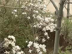 -梧桐