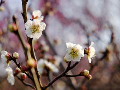 -无锡梅园公园