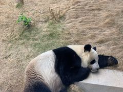 -泉州海丝野生动物世界