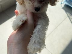 -翊宠yipet猫狗购宠庄园犬舍•猫舍