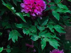 -国家植物园南园