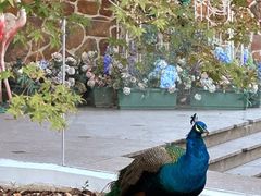 -J Create城市露营咖啡·简餐·宠物(上海动物园店)