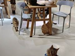 -豆逗聊愈猫阁Easy Life