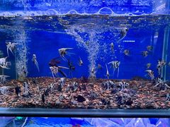 -青石桥花鸟鱼虫市场(叠翠城店)