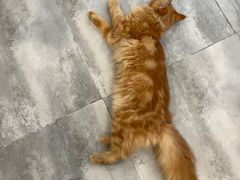 -楼上猫咖(罗湖店)
