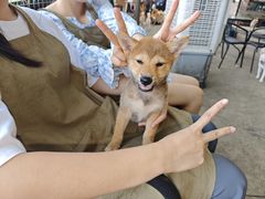 -柴犬高等学院·狗咖·柴犬售卖·宠物训练