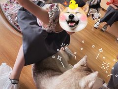 -Husky Go! 哈士奇体验馆·宠物咖啡厅狗咖