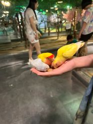 点击看大图 -酷嗒动物文化乐园(cutezoo西溪乐天城店)