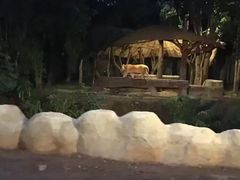 -清迈夜间动物园