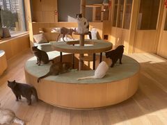 -CAT’S MEWSTAR CAFE·喵星球猫屋(晴湾咖啡店)