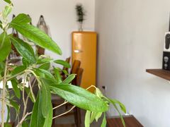 -Eu2+ coffee(上大路店)