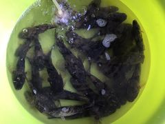 -鱼乐岛餐厅·户外花园主题餐厅