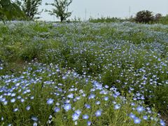 -杭州湾海上花田景区