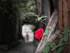 -龙潭水乡