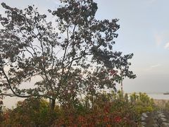 -上海滨江森林公园