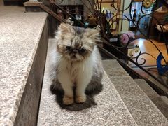 -more than meow吴止猫主题餐厅(承德 中船汇店)