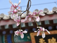 -颐和园