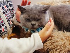 -猫小院猫主题咖啡厅(北锣店)