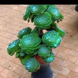 -Oasis Beauty水磨坊科技美肤中心