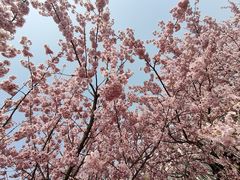 -武汉大学-樱园