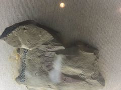 -辽宁古生物博物馆