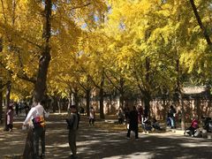 -三里屯东五街银杏大道