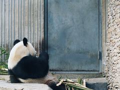 -卧龙中华大熊猫苑神树坪基地